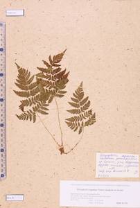 Dryopteris expansa (C. Presl) Fraser-Jenk. & Jermy, Siberia, Altai & Sayany Mountains (S2) (Russia)