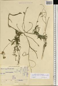 Matthiola longipetala subsp. bicornis (Sibth. & Sm.) P.W.Ball, Eastern Europe, Middle Volga region (E8) (Russia)