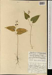 Maianthemum dilatatum (Alph.Wood) A.Nelson & J.F.Macbr., Mongolia (MONG) (Mongolia)