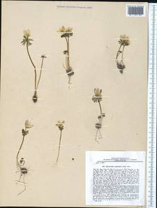 Eranthis longistipitata Regel, Middle Asia, Pamir & Pamiro-Alai (M2) (Tajikistan)