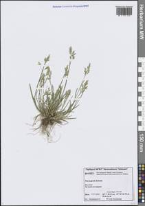 Poa supina Schrad., Siberia, Central Siberia (S3) (Russia)