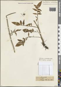 Valeriana cardamines M.Bieb., Caucasus, North Ossetia, Ingushetia & Chechnya (K1c) (Russia)