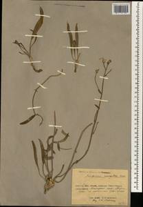 Scorzonera mongolica Maxim., South Asia, South Asia (Asia outside ex-Soviet states and Mongolia) (ASIA) (China)