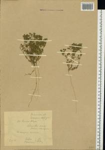 Scleranthus annuus L., Eastern Europe, Belarus (E3a) (Belarus)