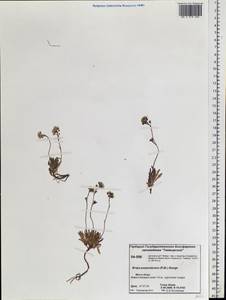 Braya purpurascens (R. Br.) Bunge, Siberia, Central Siberia (S3) (Russia)