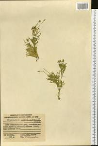 Diphasiastrum complanatum (L.) Holub, Siberia, Russian Far East (S6) (Russia)