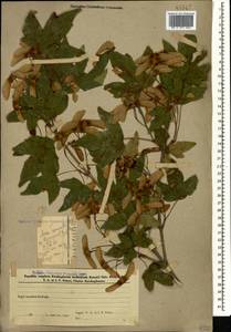 Acer campestre L., Caucasus, Azerbaijan (K6) (Azerbaijan)