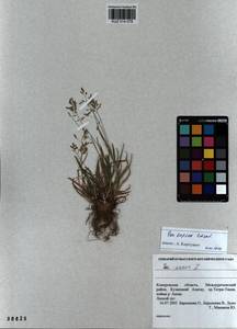 Poa supina Schrad., Siberia, Altai & Sayany Mountains (S2) (Russia)