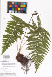 Athyrium filix-femina (L.) Roth, Eastern Europe, Central region (E4) (Russia)