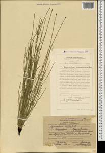 Equisetum ramosissimum Desf., Caucasus, Stavropol Krai, Karachay-Cherkessia & Kabardino-Balkaria (K1b) (Russia)