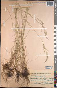 Festuca rubra L., Middle Asia, Northern & Central Kazakhstan (M10) (Kazakhstan)