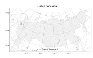 Salvia coccinea Buc'hoz ex Etl., Atlas of the Russian Flora (FLORUS) (Russia)