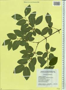 Lonicera xylosteum L., Eastern Europe, Central region (E4) (Russia)