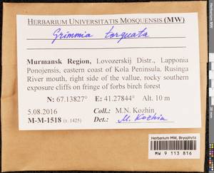 Grimmia torquata Drumm., Bryophytes, Bryophytes - Karelia, Leningrad & Murmansk Oblasts (B4) (Russia)