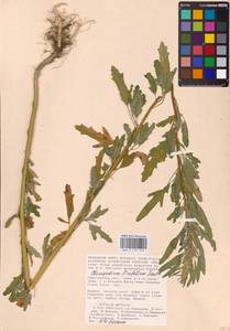 Chenopodium ficifolium Sm., Eastern Europe, Lower Volga region (E9) (Russia)