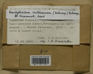Brachythecium mildeanum (Schimp.) Schimp. ex Milde, Bryophytes, Bryophytes - North Caucasus & Ciscaucasia (B12) (Russia)