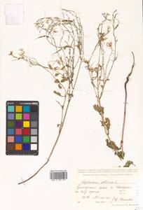 Raphanus sativus L., Siberia, Russian Far East (S6) (Russia)