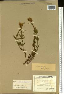 Scutellaria alpina L., Eastern Europe, North Ukrainian region (E11) (Ukraine)