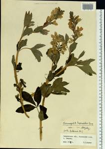 Thermopsis lanceolata R.Br., Siberia, Russian Far East (S6) (Russia)