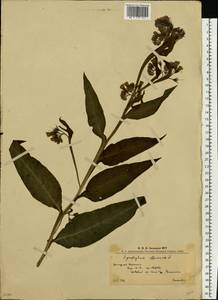 Symphytum officinale L., Eastern Europe, West Ukrainian region (E13) (Ukraine)