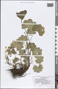 Alchemilla micans Buser, Eastern Europe, Middle Volga region (E8) (Russia)