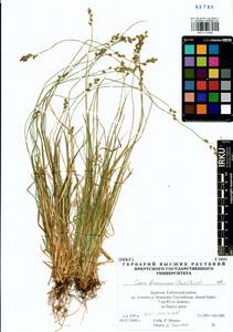 Carex brunnescens (Pers.) Poir., Siberia, Baikal & Transbaikal region (S4) (Russia)