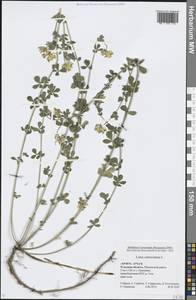 Lotus corniculatus L., Eastern Europe, Central region (E4) (Russia)