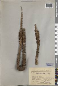 Boschniakia rossica (Cham. & Schlecht) B.Fedtsch., Siberia, Russian Far East (S6) (Russia)