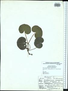 Asarum europaeum, Eastern Europe, Central region (E4) (Russia)