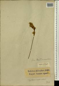 Hypodiscus aristatus (Thunb.) C.Krauss, Africa (AFR) (South Africa)