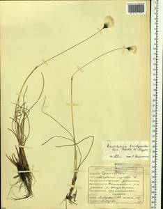 Eriophorum brachyantherum Trautv. & C.A.Mey., Siberia, Yakutia (S5) (Russia)