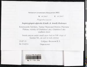 Isopterygiella alpicola (Lindb.) Ignatov & Ignatova, Bryophytes, Bryophytes - Krasnoyarsk Krai, Tyva & Khakassia (B17) (Russia)