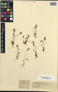 Comastoma falcatum (Turcz.) Toyokuni, Middle Asia, Dzungarian Alatau & Tarbagatai (M5) (Kazakhstan)