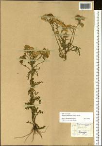 Jacobaea ambracea (Turcz. ex DC.) B. Nord., Siberia, Baikal & Transbaikal region (S4) (Russia)