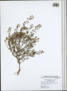 Chaenorhinum minus, Eastern Europe, Central region (E4) (Russia)