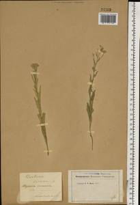 Berteroa incana (L.) DC., Eastern Europe, Rostov Oblast (E12a) (Russia)