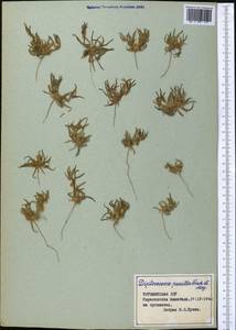 Dipterocome pusilla Fisch. & C. A. Mey., Middle Asia, Karakum (M6) (Turkmenistan)