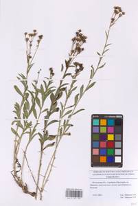 Linum flavum L., Eastern Europe, Moscow region (E4a) (Russia)