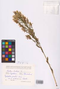 Genista tinctoria L., Eastern Europe, Lower Volga region (E9) (Russia)