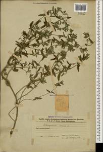 Buglossoides arvensis (L.) I.M.Johnst., Caucasus, Azerbaijan (K6) (Azerbaijan)