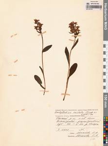 Dactylorhiza aristata (Fisch. ex Lindl.) Soó, Siberia, Chukotka & Kamchatka (S7) (Russia)