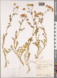 Senecio vernalis Waldst. & Kit., Caucasus, Georgia (K4) (Georgia)
