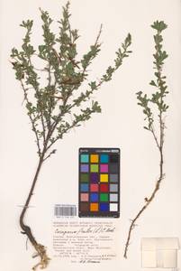 Caragana frutex (L.) K.Koch, Eastern Europe, Lower Volga region (E9) (Russia)