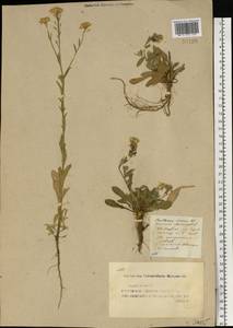 Berteroa incana (L.) DC., Eastern Europe, Middle Volga region (E8) (Russia)