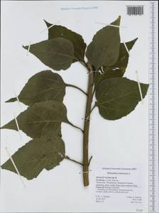 Helianthus tuberosus L., Western Europe (EUR) (Germany)