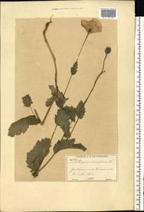 Papaver somniferum L., Eastern Europe, Moscow region (E4a) (Russia)