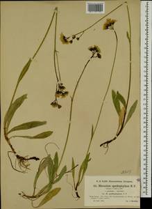 Pilosella floribunda (Wimm. & Grab.) Fr., Eastern Europe, North-Western region (E2) (Russia)