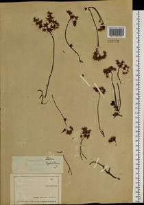 Phedimus hybridus (L.) 't Hart, Siberia (no precise locality) (S0) (Russia)