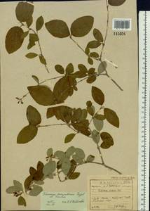 Viburnum burejaeticum Regel & Herder, Siberia, Baikal & Transbaikal region (S4) (Russia)