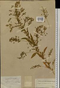 Axyris amaranthoides L., Siberia (no precise locality) (S0) (Russia)
